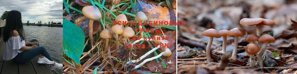 дурь Богданович